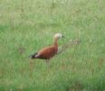 Ruddy_Shelduck.jpg