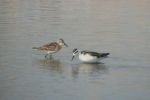 Stint_and_Phalarope_2.jpg