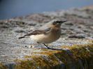 Wheatear.jpg