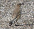 Wheatear2.jpg