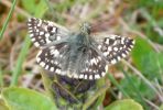 grizzled_skipper_2.jpg