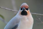 waxwing_1.jpg