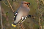 waxwing_2.jpg