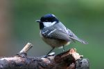 Coal_Tit2.jpg