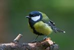 Great_Tit2.jpg