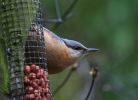 Nuthatch1.jpg