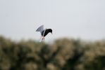 White_Winged_Black_Tern.jpg