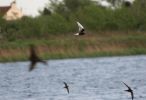 White_Winged_Black_Tern2.jpg