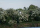 White_Winged_Black_Tern3.jpg