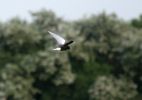 White_Winged_Black_Tern4.jpg