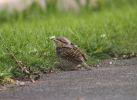 Wryneck_Alkborough.jpg