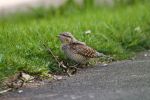 Wryneck_Alkborough2.jpg