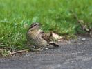 Wryneck_Alkborough4.jpg