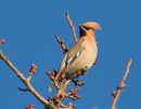 waxwing4.jpg