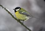 great-tit-snow.jpg