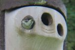 Tree Sparrow Fledge.JPG