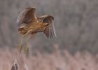 bittern-boutham-mere-web.jpg