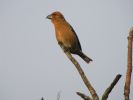 crossbill1_walesby_web.jpg