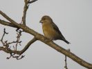 crossbill2_walesby_web.jpg