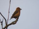 crossbill3_walesby_web.jpg