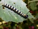 Alder_Moth_Caterpillar.JPG