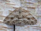 Engrailed.JPG