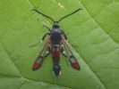 Red-tipped_Clearwing.JPG