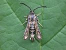 Six-belted_Clearwing.JPG