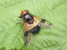 DSCN4744Volucella-pellucens.jpg