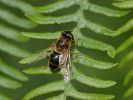 DSC_0032_edited-1-Eristalis.jpg