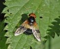 DSC_0092_edited-1awebVolucella_pellucens.jpg