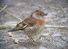 brambling-027web.jpg