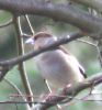 hawfinch.jpg