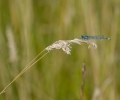 Common_Blue_Thurlby.jpg