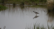 Lesser-Yellowlegs1.jpg