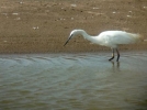 Little_Egret_U6_Cropped.jpg