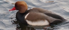 Red-Crested-Pochard.jpg