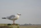 black_headed_gull.JPG