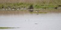 lesser-yellowlegs.jpg