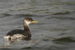 red-necked-grebe.jpg