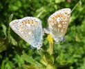 IMG_0494_Common_Blue_(Mating_pair_Web).jpg