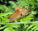 IMG_0838_Large_Skippers_Mating_(Web).jpg