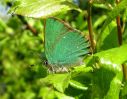 IMG_2471_Green_Hairstreak_(Web_3).jpg