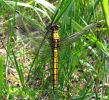 IMG_2566_Black-tailed_Skimmer_2_(Pic)_(Web).jpg