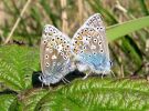 IMG_2601_Common_Blue_Pair_(Pic)_(Web).jpg