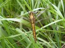 IMG_2624_Black-tailed_Skimmer_(Pic)_(Web).jpg