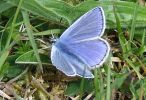 027_Common_Blue_Rimac_19-05-07.jpg