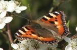 14-04-07_Small_Tortoiseshell_Priors_Close_016C.jpg