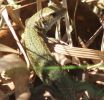 15-04-07_Common_Lizard__Kirkby_Moor_034C_B(1).jpg