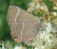 28-07-07_White-letter_Hairstreak_CFW.jpg